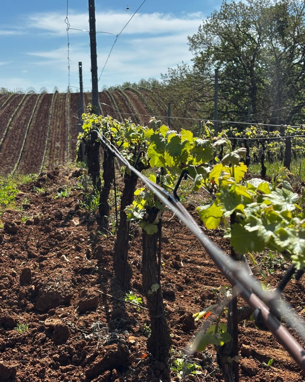 Country Tasting - Safari tra i vigneti e degustazione esclusiva — immagine 2